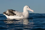 Antipodean albatross | Toroa. Adult Gibson's subspecies on water. Kaikoura pelagic, November 2006. Image © Neil Fitzgerald by Neil Fitzgerald.