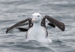 Antipodean albatross | Toroa. Adult (subspecies gibsoni) on water. Kaikoura pelagic, April 2023. Image © Glenn Pure by Glenn Pure.