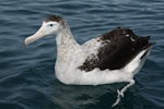 Antipodean albatross | Toroa. Adult Gibson's subspecies c.12-years-old. Kaikoura pelagic, December 2012. Image © Sharon Gamble by Sharon Gamble.