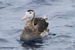 Antipodean albatross | Toroa. Front view of adult female on water. At sea off Whangaroa Harbour, November 2012. Image © Jenny Atkins by Jenny Atkins.