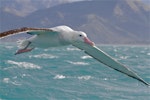 Antipodean albatross | Toroa. Adult Gibson's albatross in flight. Kaikoura pelagic, June 2014. Image © Steve Attwood by Steve Attwood.