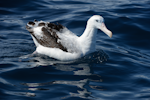 Antipodean albatross | Toroa. Adult on water. Whangaroa pelagic, December 2013. Image © Les Feasey by Les Feasey.