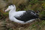 Antipodean albatross | Toroa. Adult male on nest. Antipodes Island, January 2008. Image © David Boyle by David Boyle.