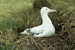 Antipodean albatross | Toroa. Adult male Gibson's subspecies on nest. Adams Island, Auckland Islands, February 1966. Image © Department of Conservation (image ref: 10038466) by John Kendrick.