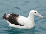 Antipodean albatross | Toroa. Adult on water. Off Kaikoura, June 2008. Image © Alan Tennyson by Alan Tennyson.