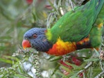 Rainbow lorikeet. Adult. Sherwood Arboretum, Brisbane, Queensland, September 2015. Image © Glenn Pure 2015 birdlifephotography.org.au by Glenn Pure.