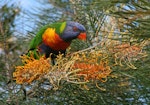 Rainbow lorikeet. Adult feeding on nectar. Runaway Bay, Gold Coast, Queensland, August 2007. Image © Rebecca Bowater by Rebecca Bowater FPSNZ AFIAP.