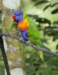 Rainbow lorikeet. Adult perched. Atherton Tableland, Queensland, Australia, July 2017. Image © Rebecca Bowater by Rebecca Bowater FPSNZ AFIAP.