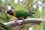 Rainbow lorikeet. Adult sitting on a branch. Perth, April 2014. Image © Duncan Watson by Duncan Watson.