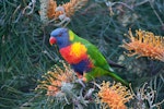 Rainbow lorikeet. Adult. Port Macquarie, New South Wales, Australia, April 2013. Image © Edin Whitehead by Edin Whitehead.