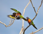 Rainbow lorikeet. A pair in a tree above school grounds. Quinns Rocks, Western Australia, July 2015. Image © Marie-Louise Myburgh by Marie-Louise Myburgh.