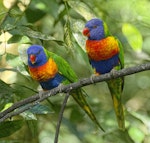 Rainbow lorikeet. Two adults perched. Atherton Tableland, Queensland, Australia, July 2017. Image © Rebecca Bowater by Rebecca Bowater FPSNZ AFIAP.