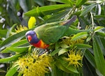 Rainbow lorikeet. Adult feeding on nectar. Caloundra, Queensland, Australia, April 2011. Image © Rebecca Bowater by Rebecca Bowater FPSNZ AFIAP.