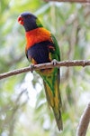 Rainbow lorikeet. Adult sitting on a branch. Perth, April 2014. Image © Duncan Watson by Duncan Watson.