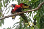 Rainbow lorikeet. Adult showing underwings. Perth, April 2014. Image © Duncan Watson by Duncan Watson.