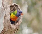 Rainbow lorikeet. Adult inspecting potential nest site. Braeside Reserve, Victoria, October 2019. Image © Glenn Pure 2020 birdlifephotography.org.au by Glenn Pure.