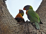 Rainbow lorikeet. A pair, high up in a tree. Neil Hawkins Park, Joondalup, Perth, Western Australia, October 2014. Image © Marie-Louise Myburgh by Marie-Louise Myburgh.