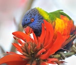 Rainbow lorikeet. Adult feeding on coral tree nectar. Quinns Rocks, Western Australia, July 2015. Image © Marie-Louise Myburgh by Marie-Louise Myburgh.