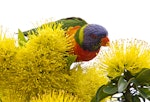 Rainbow lorikeet. Adult feeding on nectar. Caloundra, Queensland, Australia, April 2011. Image © Rebecca Bowater by Rebecca Bowater FPSNZ AFIAP.