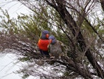 Rainbow lorikeet. Two adults (bird on right suffering from feather-plucking disorder). Parekura Bay, Northland, November 2015. Image © Louise Dews by Louise Dews.