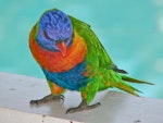 Rainbow lorikeet. Adult begging at a cafe. Hamilton Island, Queensland, October 2009. Image © John Flux by John Flux.