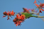 Rainbow lorikeet. Adult feeding on coral tree nectar. Quinns Rocks, Western Australia, July 2015. Image © Marie-Louise Myburgh by Marie-Louise Myburgh.