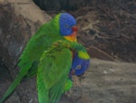 Rainbow lorikeet. Captive adults. Wellington Zoo, September 2015. Image © George Curzon-Hobson by George Curzon-Hobson.