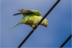 Rose-ringed parakeet. Female, perched, from below. Near Whangaparaoa, North Auckland, November 2013. Image © Martin Sanders by Martin Sanders.