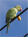 Rose-ringed parakeet. Female, perched with loquat fruit. Near Whangaparaoa, North Auckland, November 2013. Image © Martin Sanders by Martin Sanders.