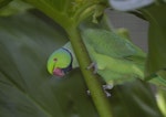 Rose-ringed parakeet. Adult female. Waitarere Beach, July 2016. Image © Peter Shearer by Peter Shearer.