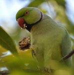 Rose-ringed parakeet. Adult male feeding on walnuts. Johannesburg, South Africa, May 2013. Image © Marie-Louise Myburgh by Marie-Louise Myburgh.