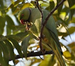 Rose-ringed parakeet. Adult male feeding on walnuts. Johannesburg, South Africa, May 2013. Image © Marie-Louise Myburgh by Marie-Louise Myburgh.