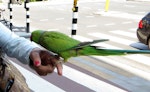 Rose-ringed parakeet. Pet male. Amsterdam, The Netherlands, May 2014. Image © Joke baars by Joke Baars.