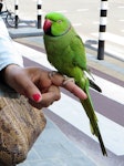 Rose-ringed parakeet. Pet male. Amsterdam, The Netherlands, May 2014. Image © Joke baars by Joke Baars.