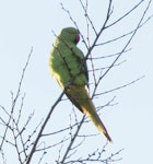 Rose-ringed parakeet. Adult. Keirunga Gardens, Havelock North, August 2017. Image © Malcolm Rutherford by Malcolm Rutherford.