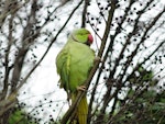 Rose-ringed parakeet. Adult in tree. Manukau Harbour, December 2015. Image © Jacqui Geux by Jacqui Geux.