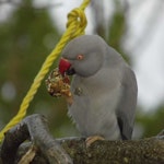 Rose-ringed parakeet. Escaped adult female, grey morph. Mapua, July 2014. Image © Amber Calman by Amber Calman.