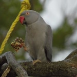 Rose-ringed parakeet. Escaped adult female, grey morph. Mapua, July 2014. Image © Amber Calman by Amber Calman.