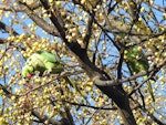 Rose-ringed parakeet. Two adults. Point Chevalier, Auckland, June 2021. Image © Hayden Pye by Hayden Pye.