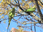 Rose-ringed parakeet. Two adults. Point Chevalier, June 2021. Image © Hayden Pye by Hayden Pye.