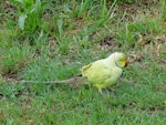 Rose-ringed parakeet. Adult feeding on ground. Manukau Harbour, December 2015. Image © Jacqui Geux by Jacqui Geux.