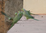 Rose-ringed parakeet. Flock. Bassi, Rajasthan, India, November 2008. Image © Geoff de Lisle by Geoff de Lisle.