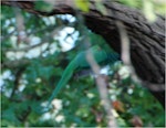 Rose-ringed parakeet. Adult female in flight. Nieuwersluis, Netherlands, October 2007. Image © Sarah Jamieson by Sarah Jamieson.