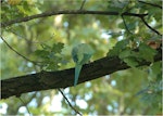 Rose-ringed parakeet. Adult, dorsal view. Nieuwersluis, Netherlands, October 2007. Image © Sarah Jamieson by Sarah Jamieson.