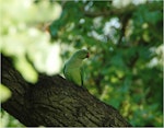 Rose-ringed parakeet. Adult female. Nieuwersluis, Netherlands, October 2007. Image © Sarah Jamieson by Sarah Jamieson.