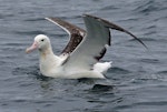 Southern royal albatross | Toroa. Immature on water with wings raised. Kaikoura pelagic, October 2008. Image © Duncan Watson by Duncan Watson.