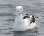 Southern royal albatross | Toroa. Adult on water. Kaikoura pelagic, April 2023. Image © Glenn Pure by Glenn Pure.