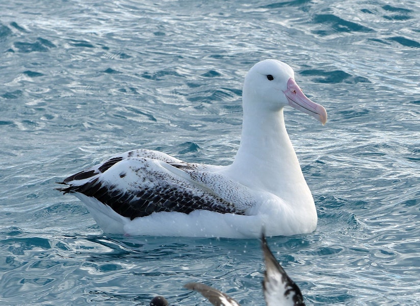 Southern royal albatross | Toroa. Adult. Off Kaikoura Peninsula, June 2015. Image © Alan Tennyson by Alan Tennyson.