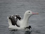 Southern royal albatross | Toroa. Subadult. Kaikoura pelagic, June 2021. Image © Janet Burton by Janet Burton.