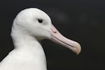 Southern royal albatross | Toroa. Close view of adult head. Campbell Island, February 2008. Image © Craig McKenzie by Craig McKenzie.